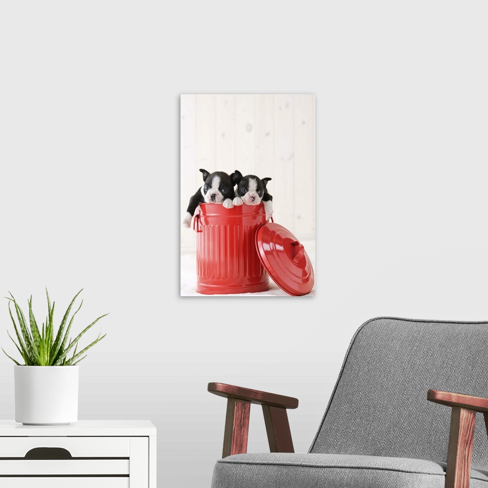 A modern room featuring Two boston terrier fawning in a bucket