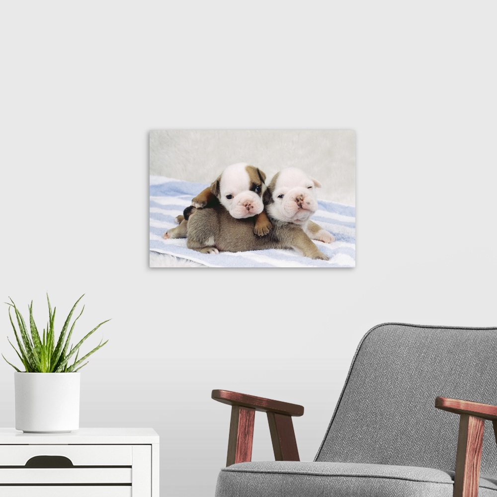 A modern room featuring Two bulldog puppies on towel