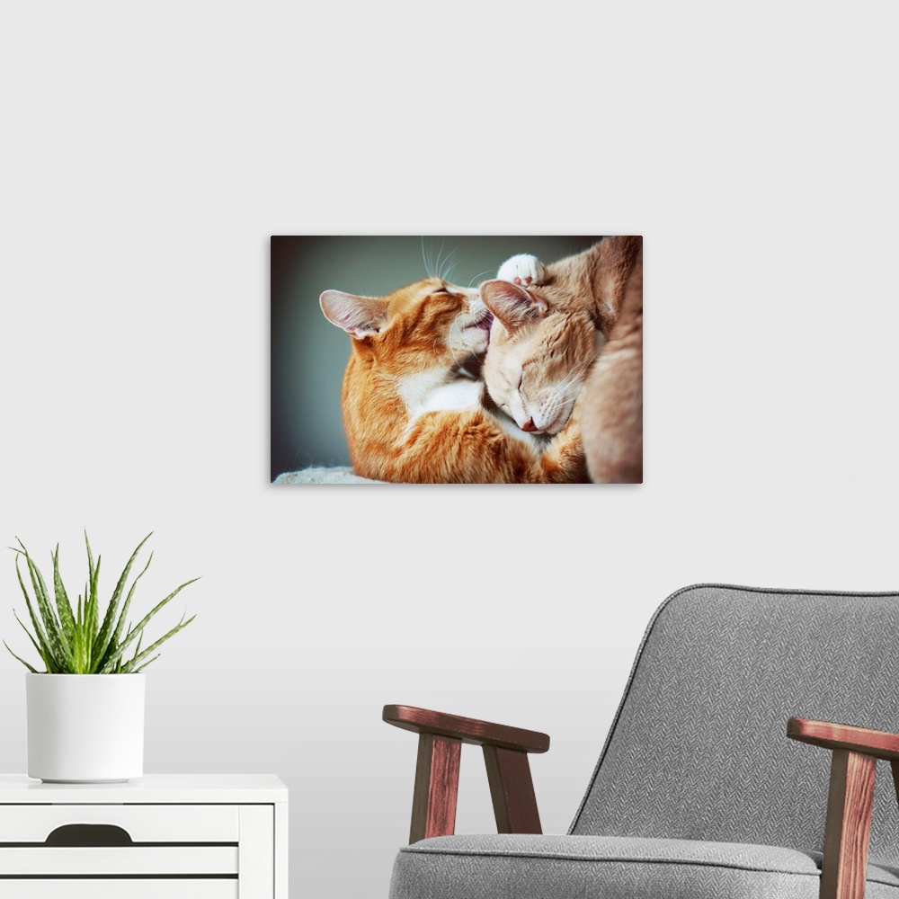 A modern room featuring Two cats embrace and lick each other.