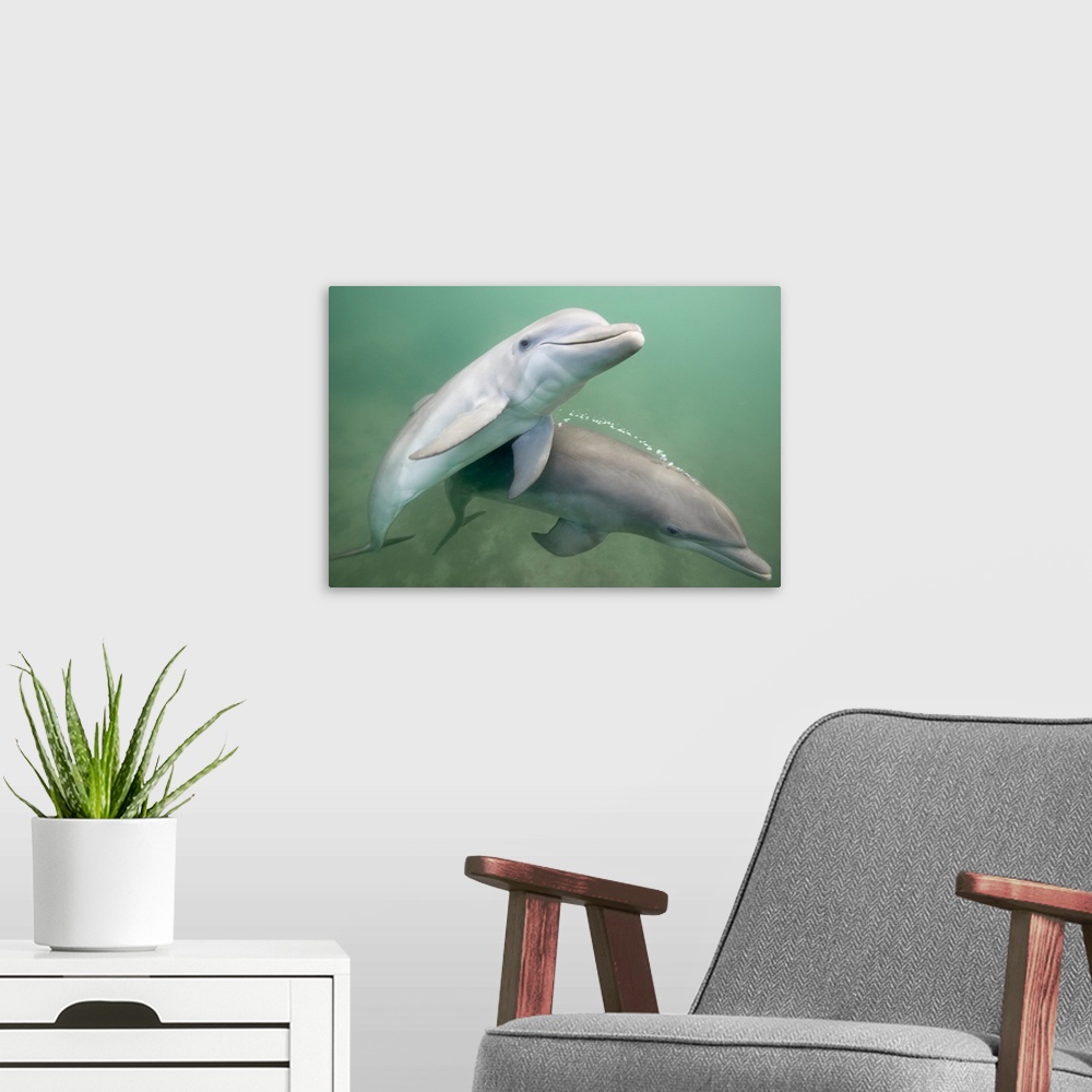A modern room featuring Two Dolphins underwater.