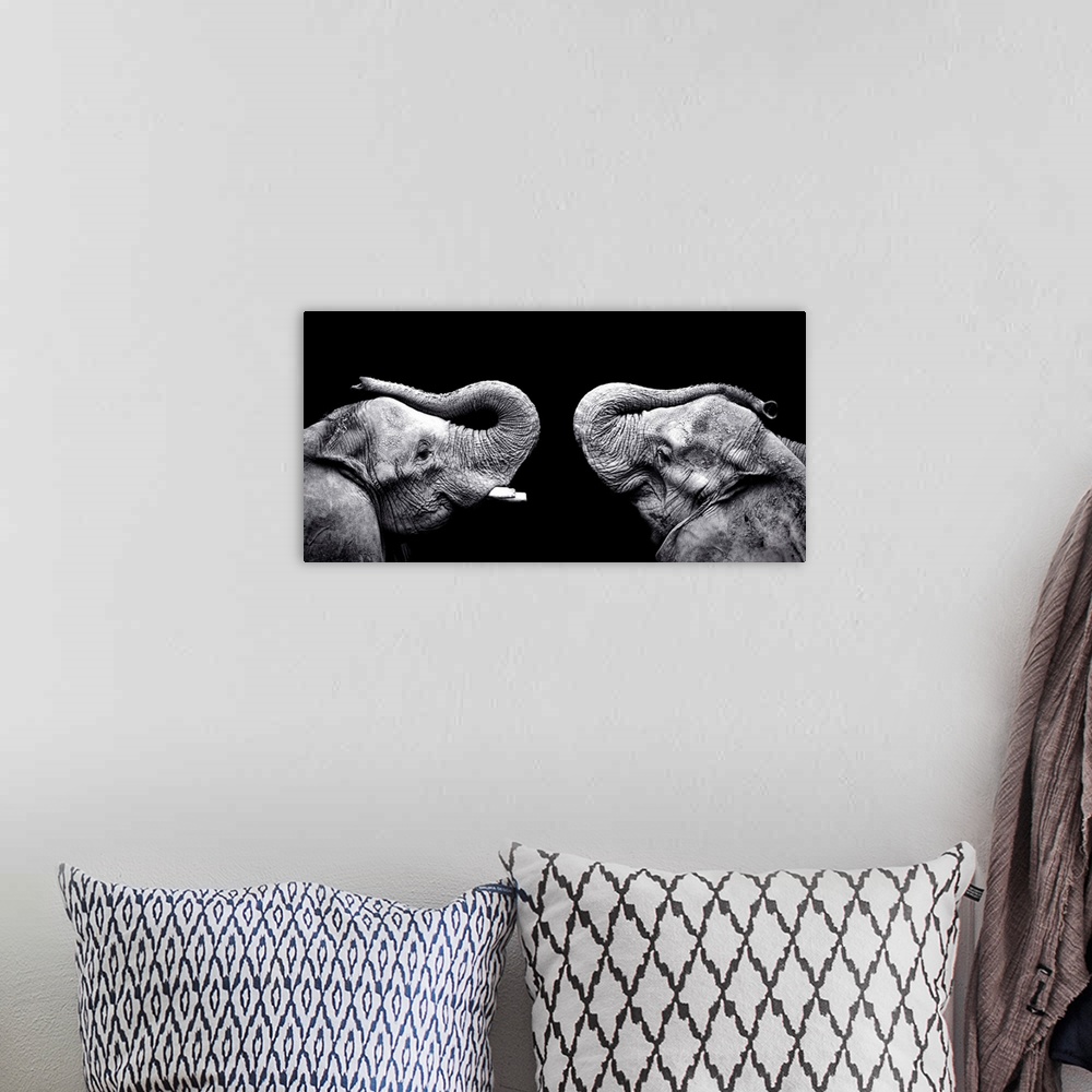 A bohemian room featuring Panoramic photo print of the profile view of two elephants facing each other on a dark background.