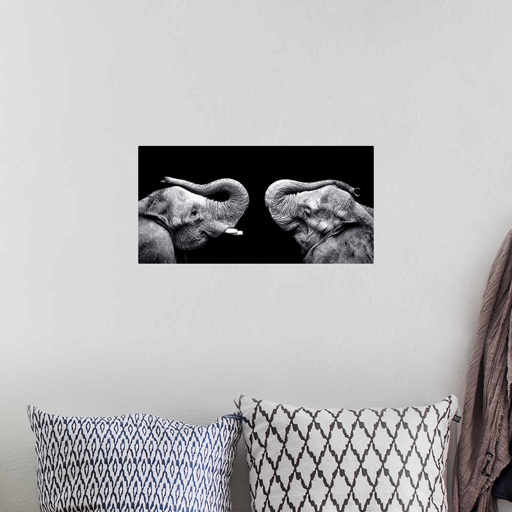 A bohemian room featuring Panoramic photo print of the profile view of two elephants facing each other on a dark background.