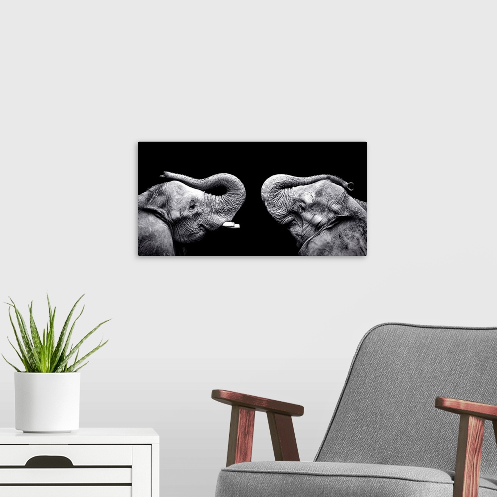A modern room featuring Panoramic photo print of the profile view of two elephants facing each other on a dark background.
