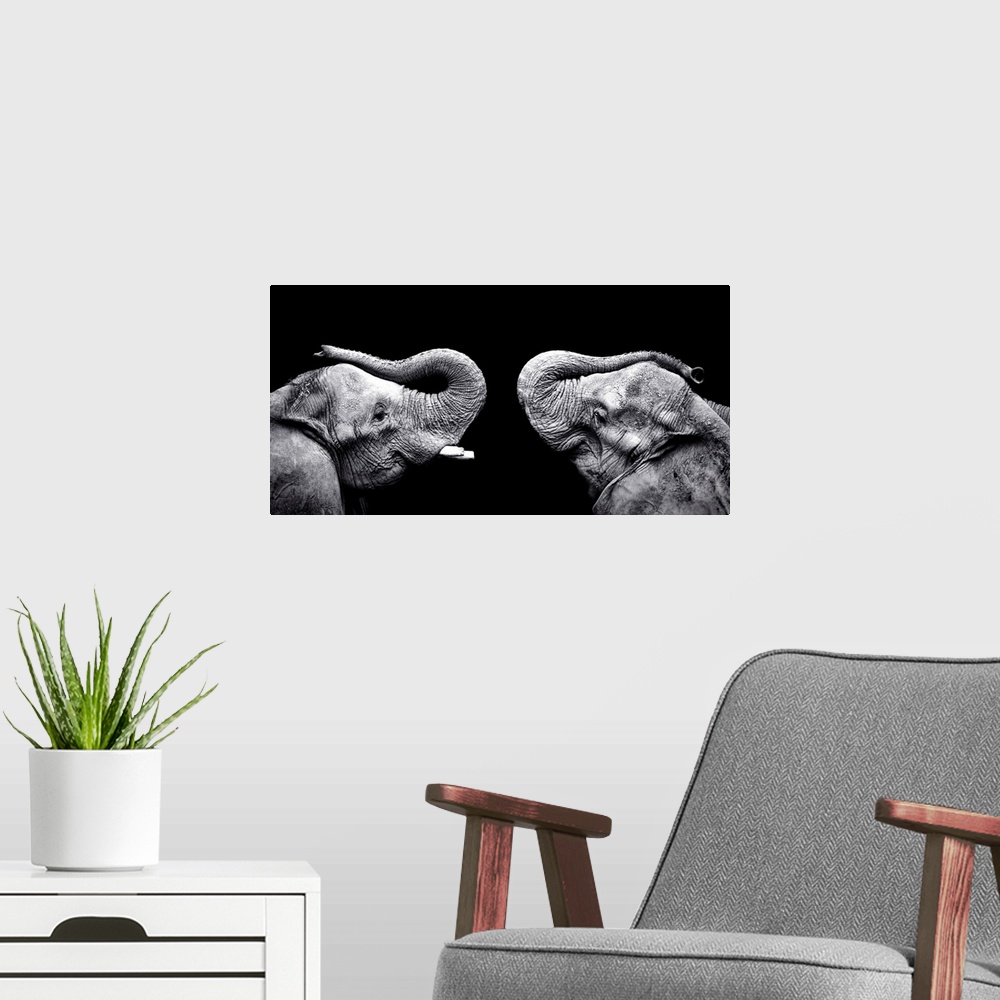 A modern room featuring Panoramic photo print of the profile view of two elephants facing each other on a dark background.