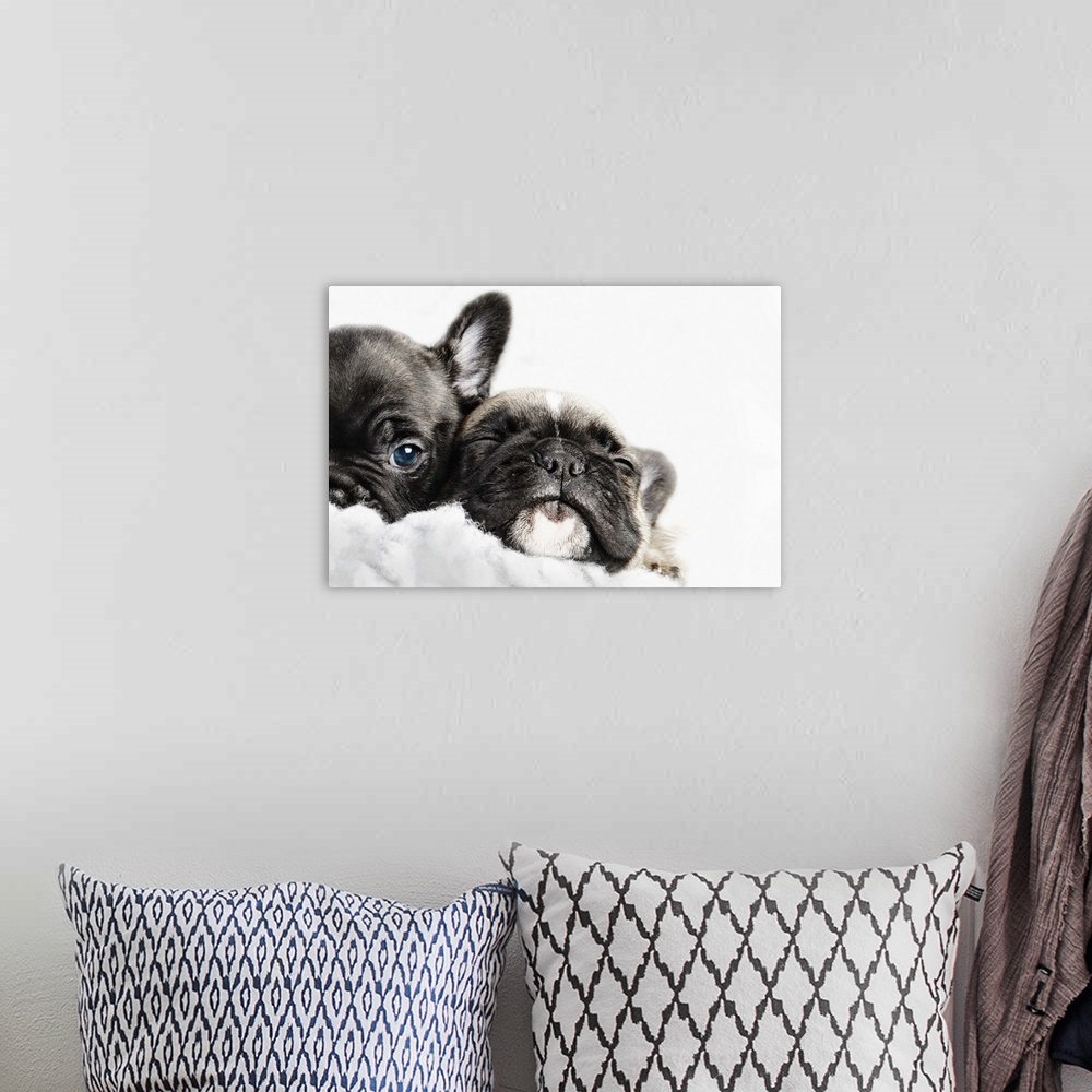 A bohemian room featuring Two French bulldogs puppies snuggled up together in a white fleece