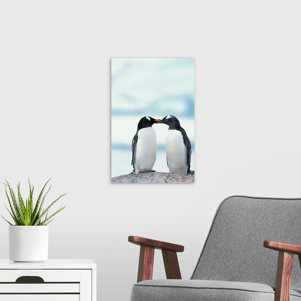 A modern room featuring Two Gentoo Penguins touching beaks
