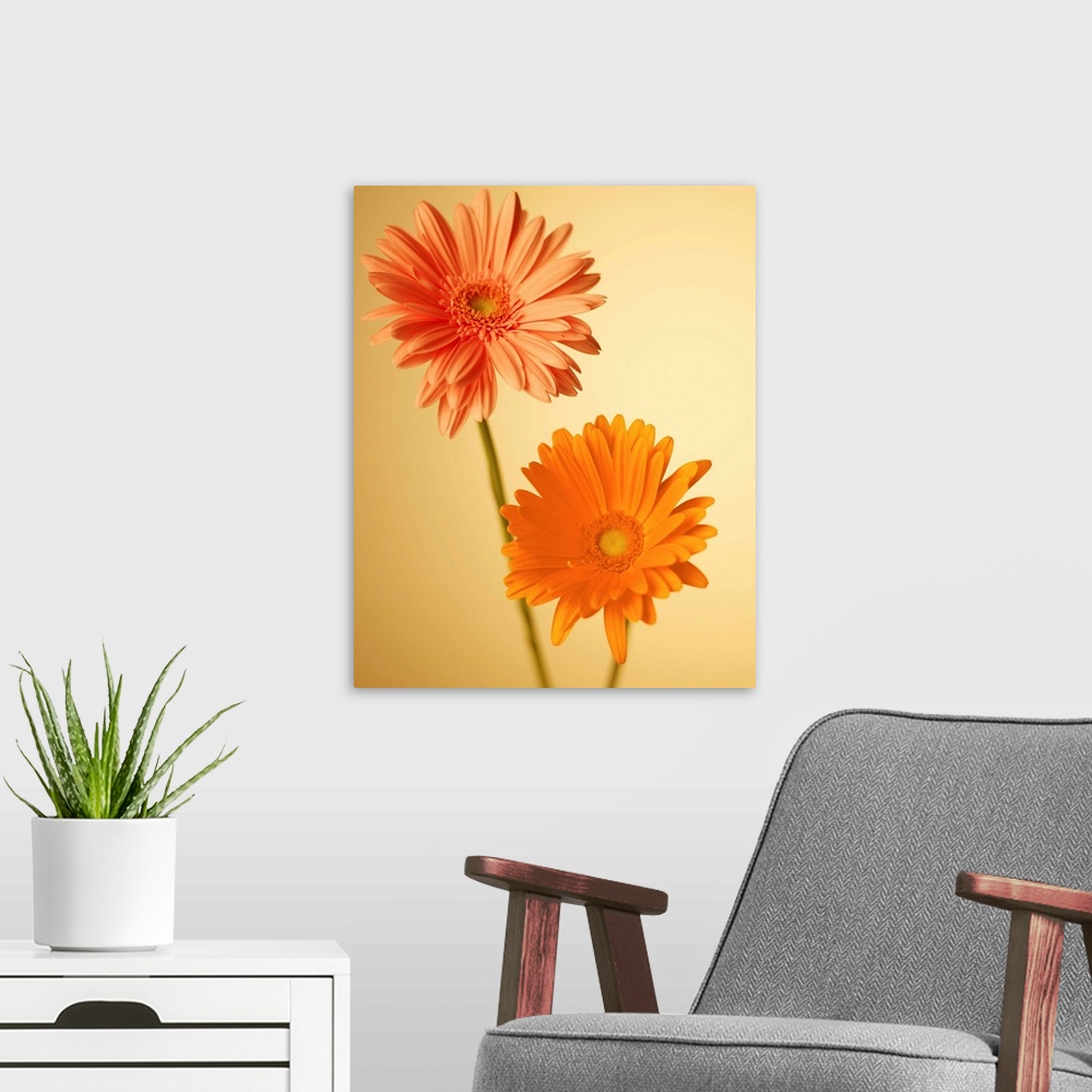 A modern room featuring Two Gerbera Daisies