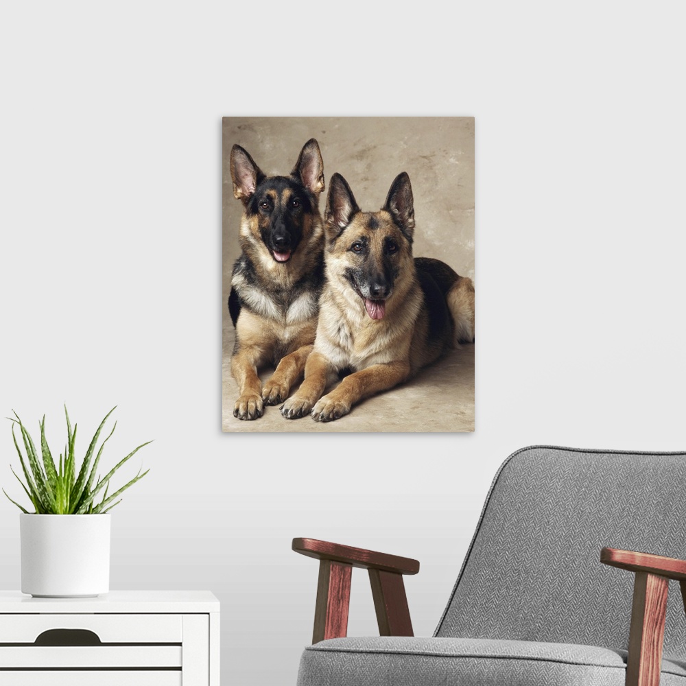 A modern room featuring Two German Shepherds lying on the floor