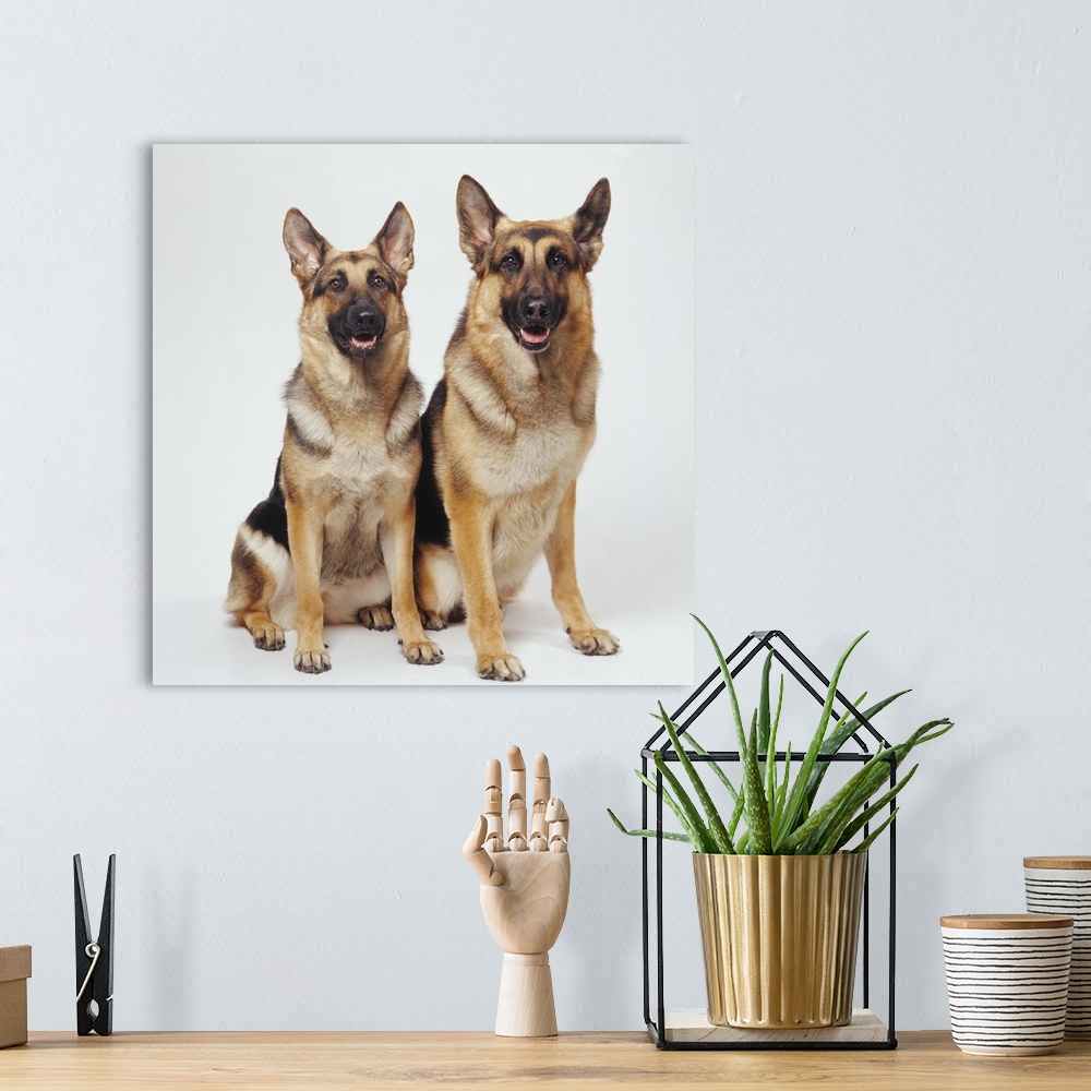 A bohemian room featuring Two German Shepherds sitting