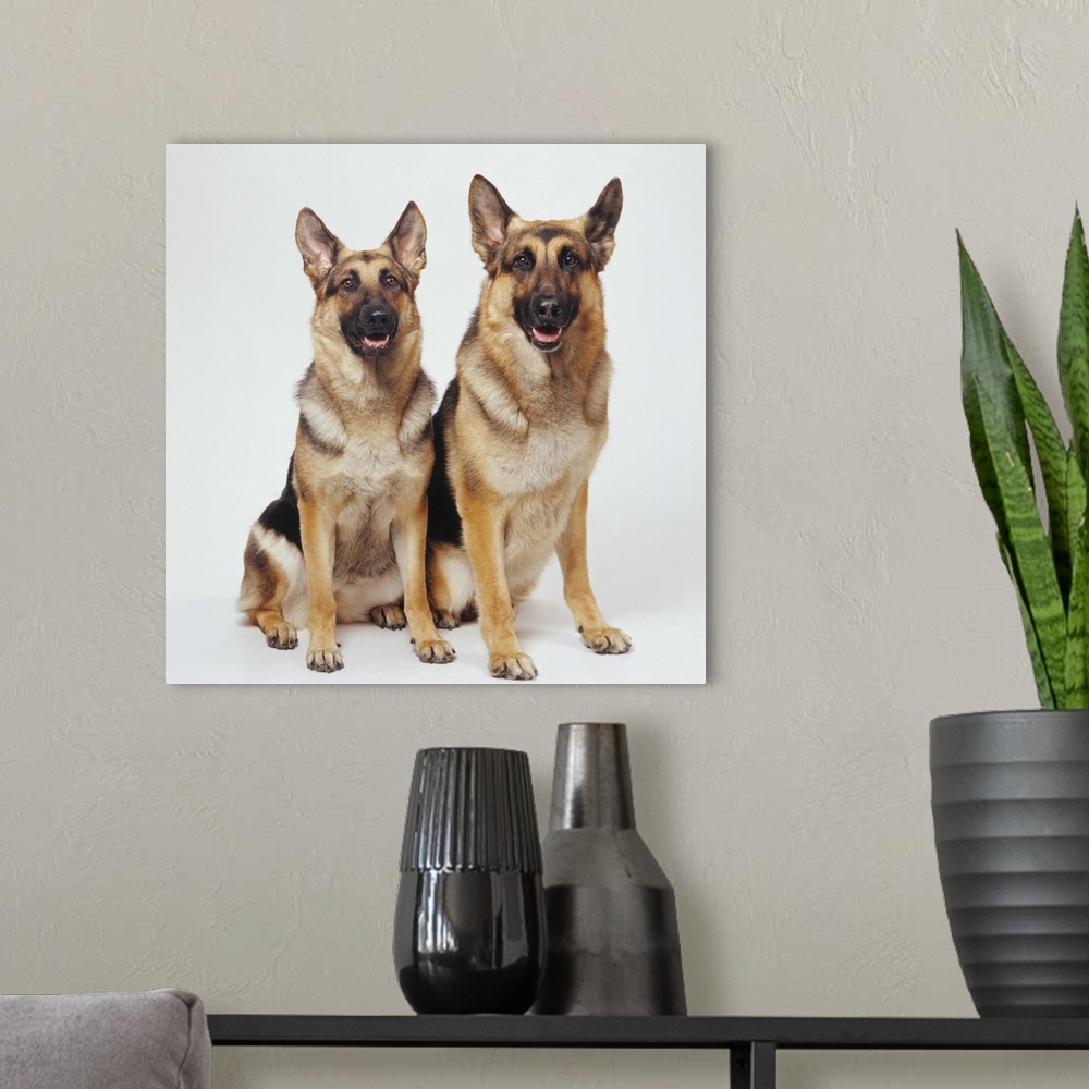 A modern room featuring Two German Shepherds sitting