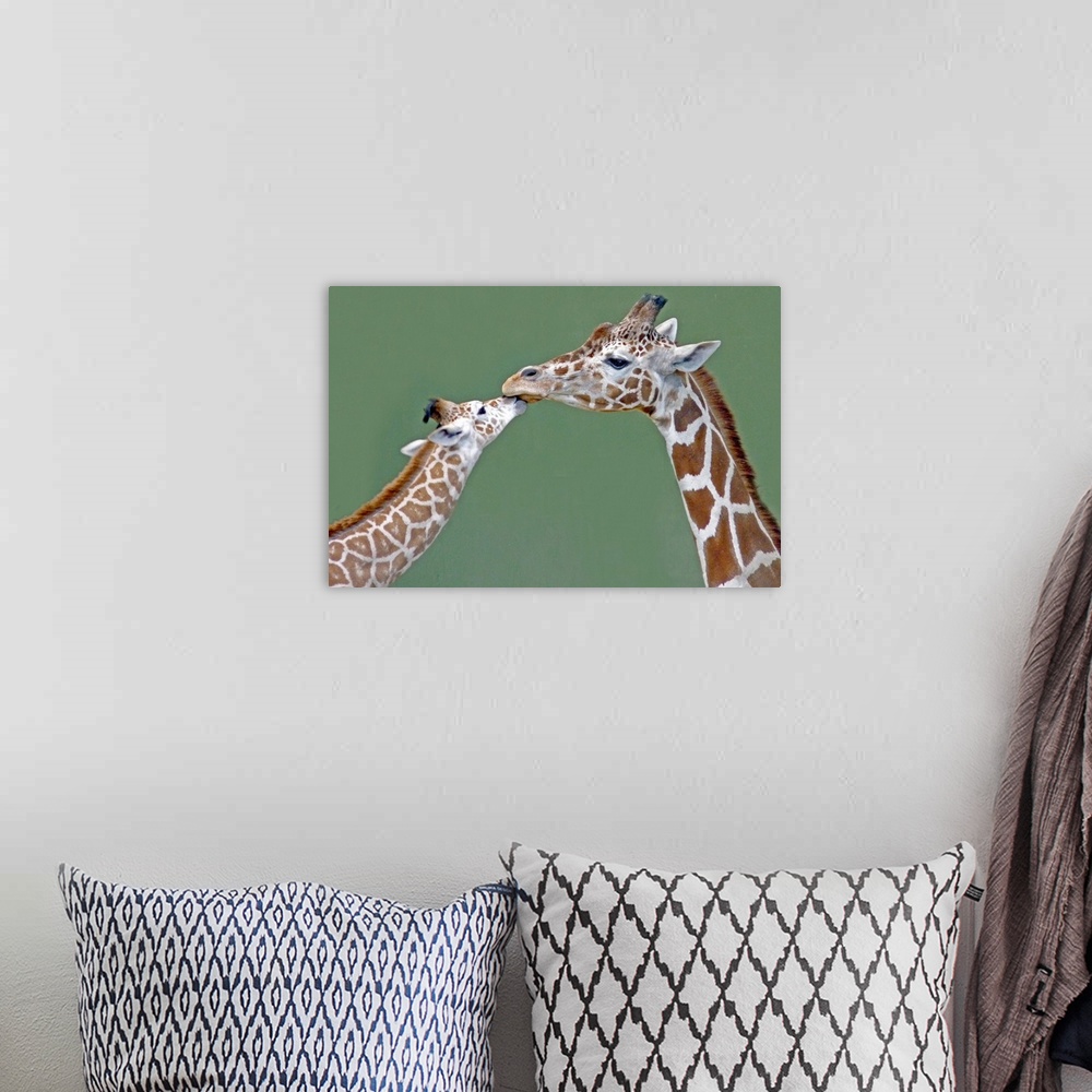 A bohemian room featuring Two giraffes at Calgary Zoo, Canada.