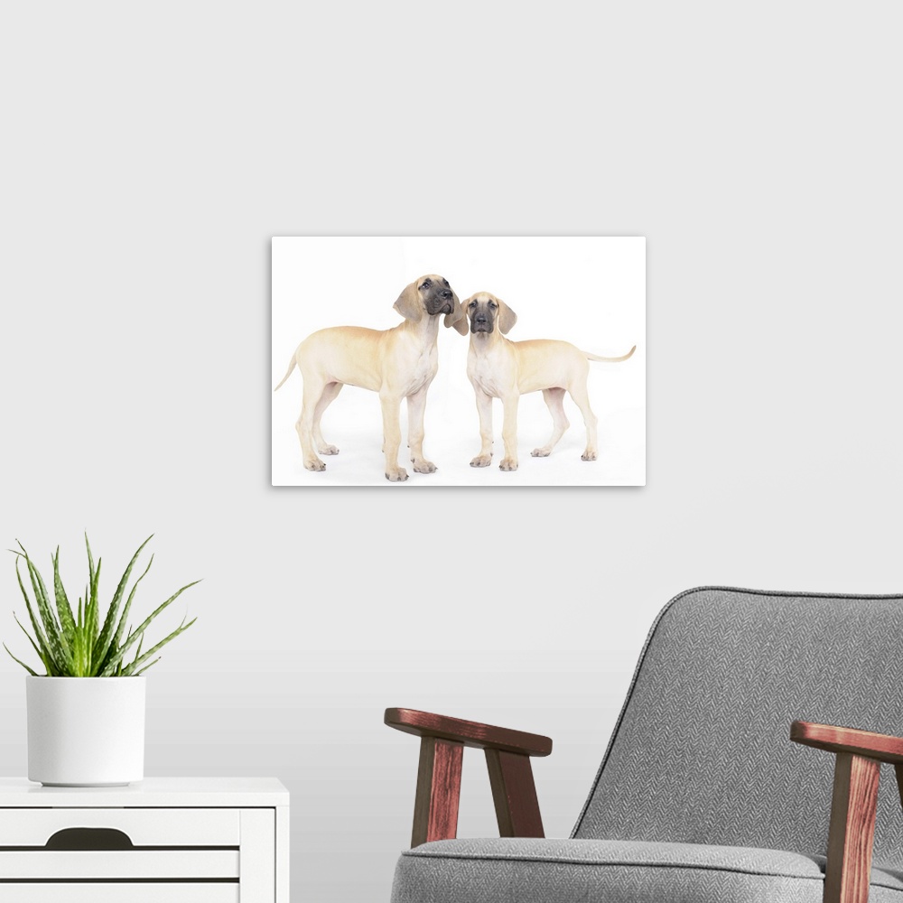 A modern room featuring side by side,small group of animals,togetherness