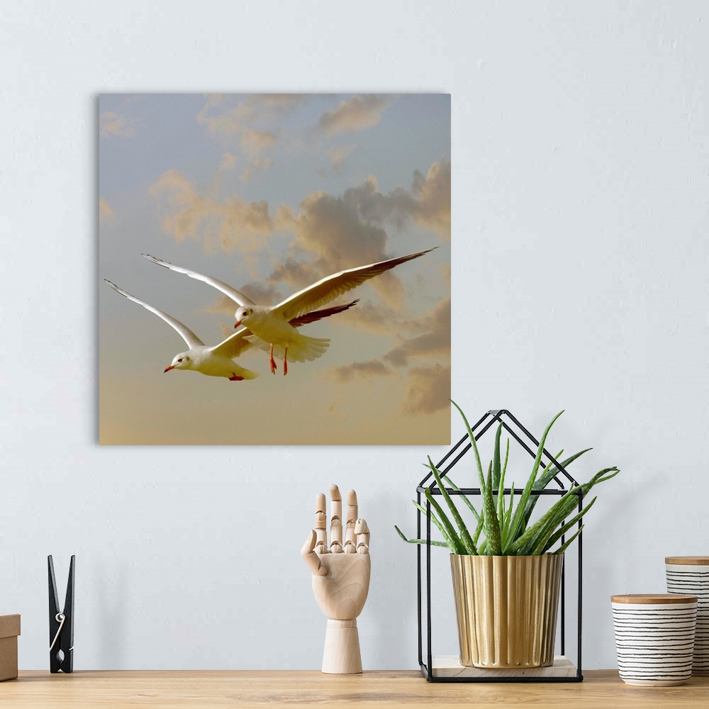 A bohemian room featuring Two gulls flying in evening light against sky.