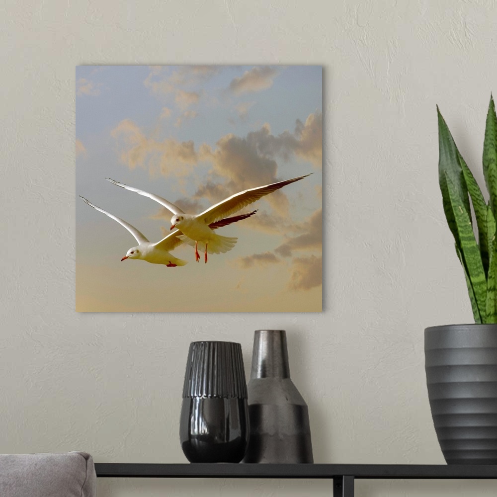 A modern room featuring Two gulls flying in evening light against sky.