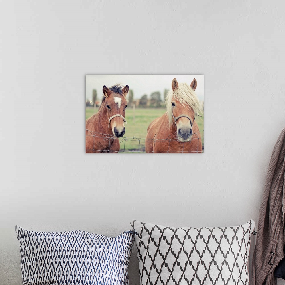 A bohemian room featuring Two Horses behind a wired fence