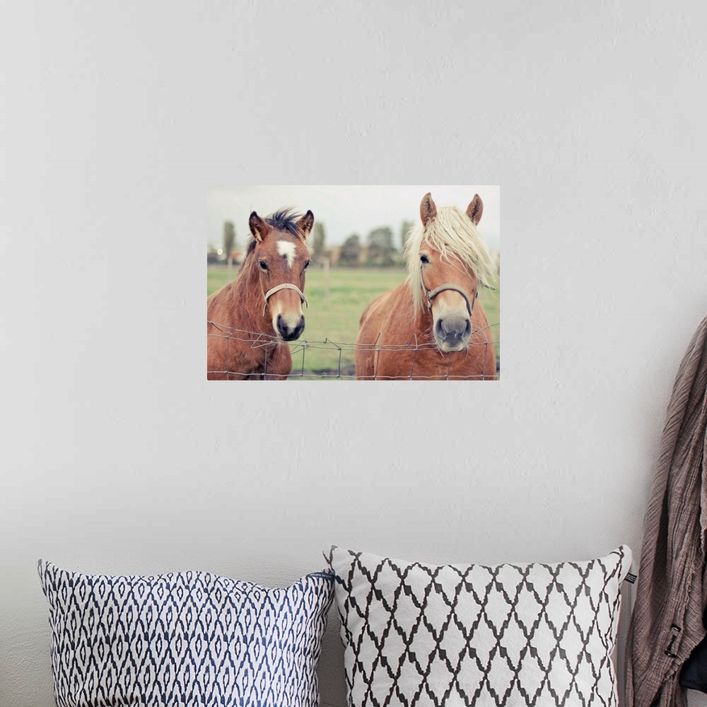 A bohemian room featuring Two Horses behind a wired fence