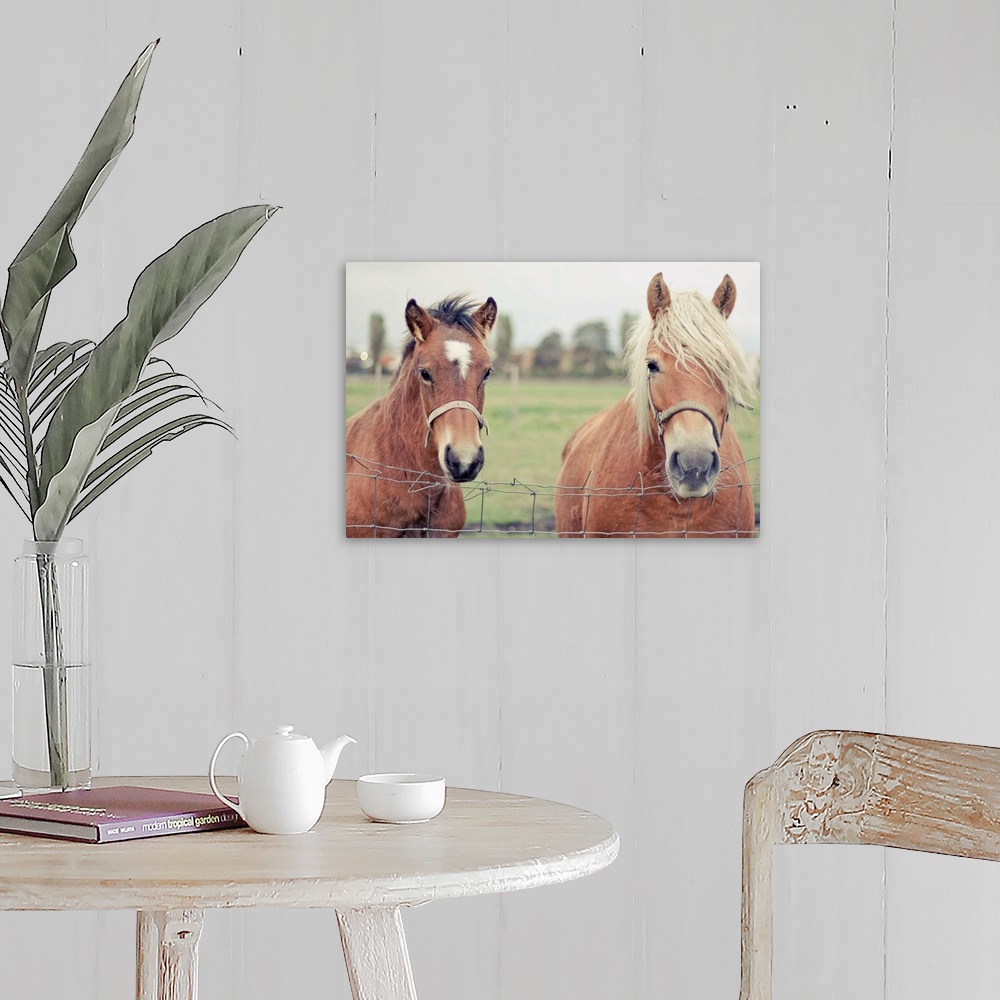A farmhouse room featuring Two Horses behind a wired fence