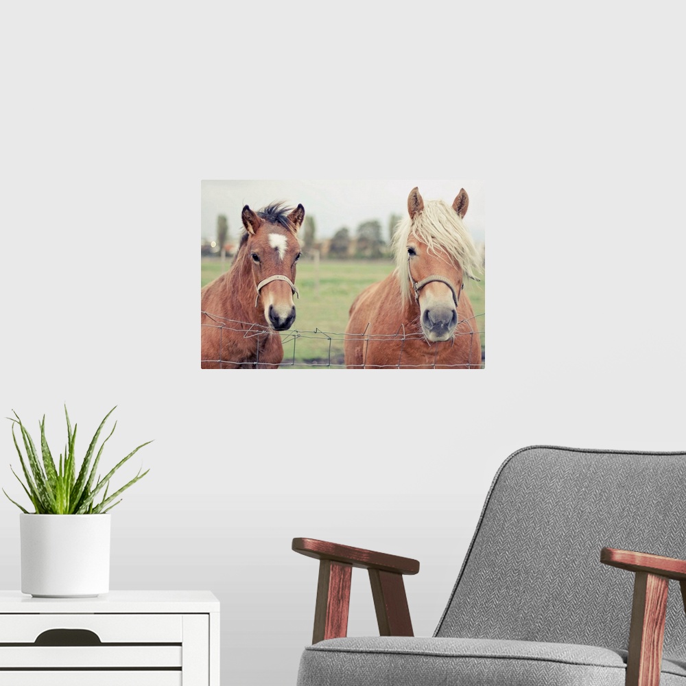 A modern room featuring Two Horses behind a wired fence