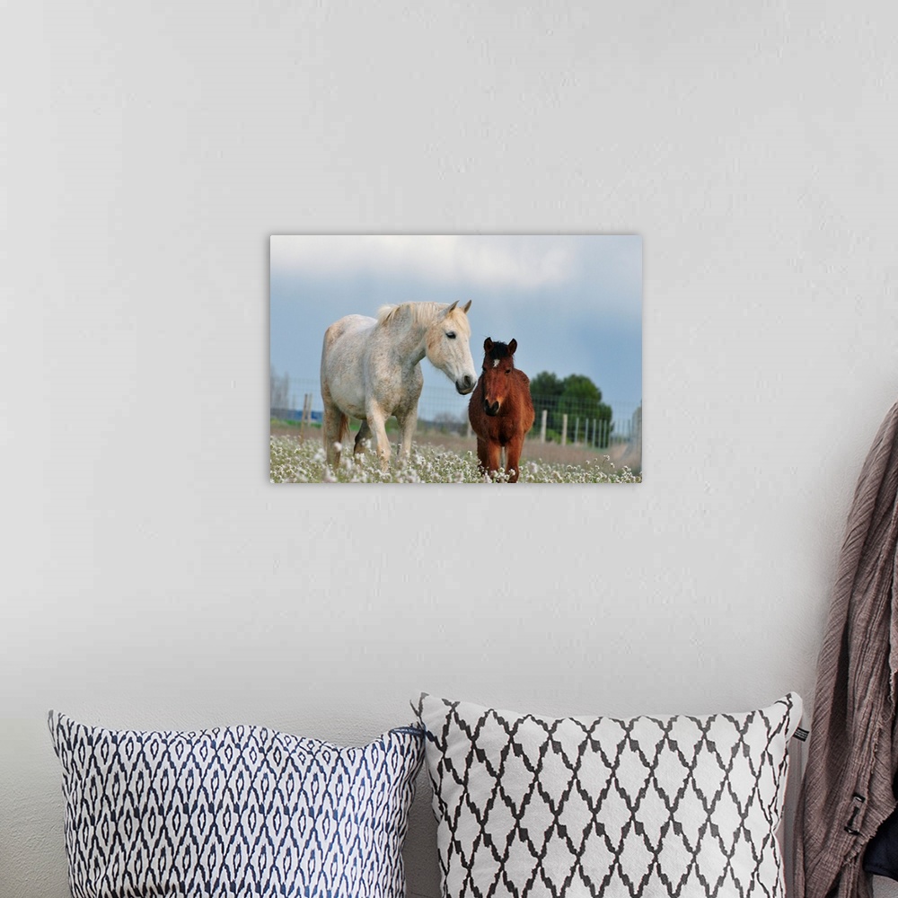 A bohemian room featuring Two horses, mare and colt, white and brown, together on field full of white flowers.