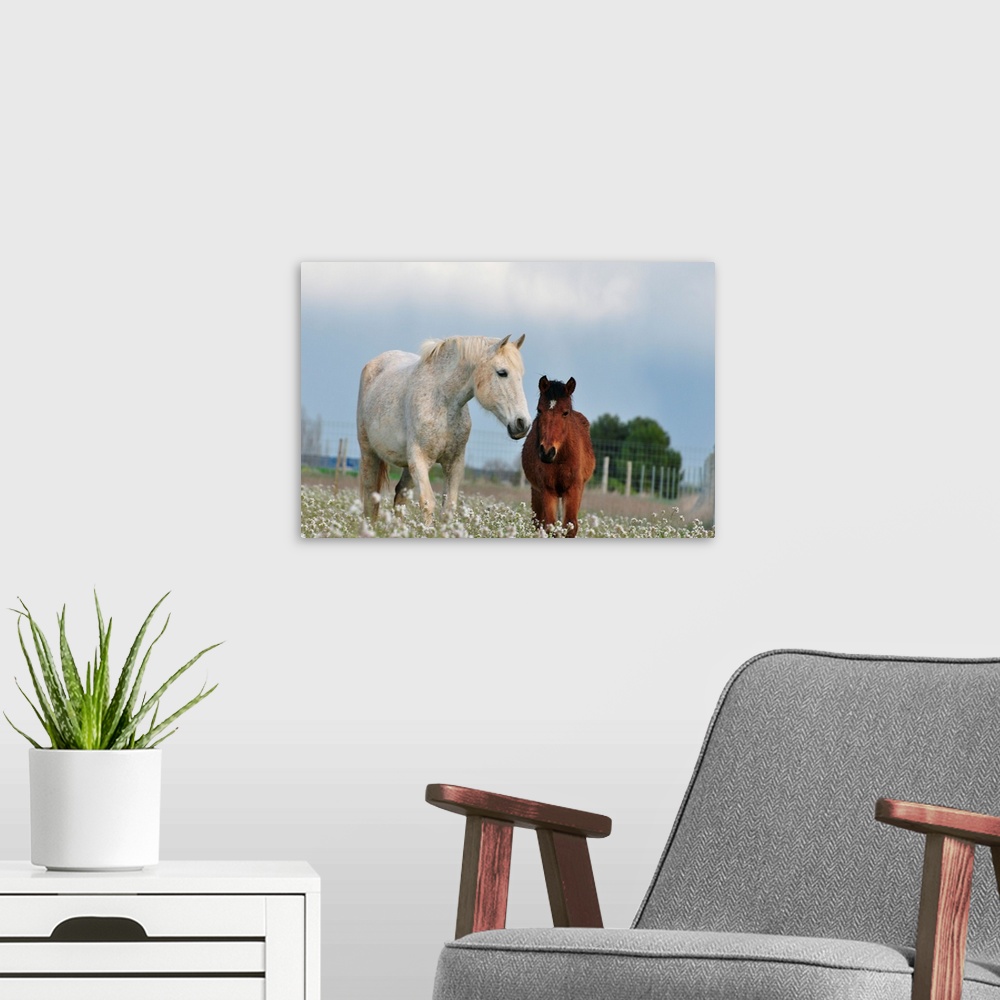 A modern room featuring Two horses, mare and colt, white and brown, together on field full of white flowers.