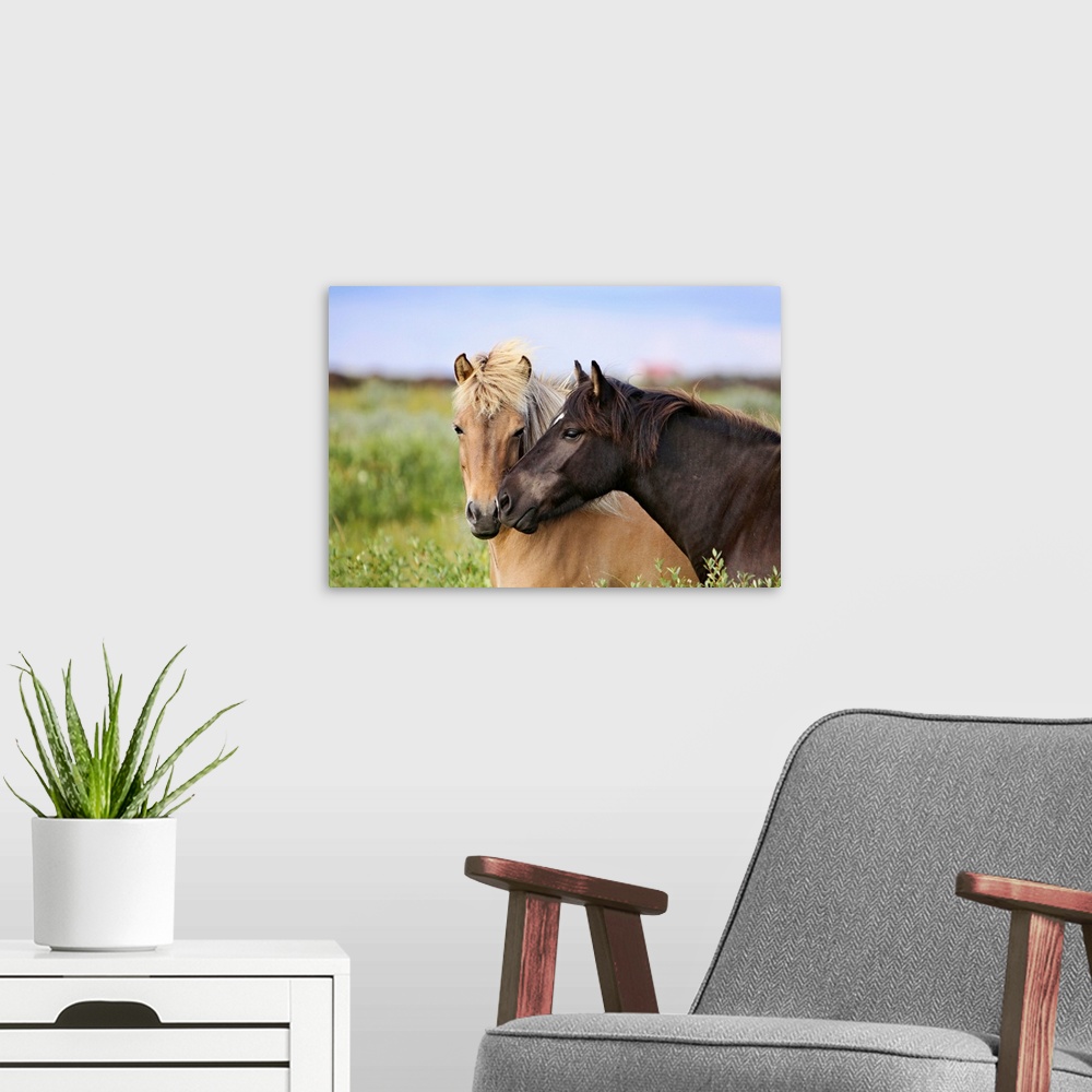 A modern room featuring Huge photograph taken of a couple horses caressing each other as they stand in a field.  The inte...