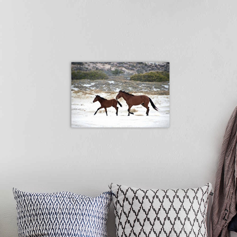 A bohemian room featuring Horses running free on beach sand.