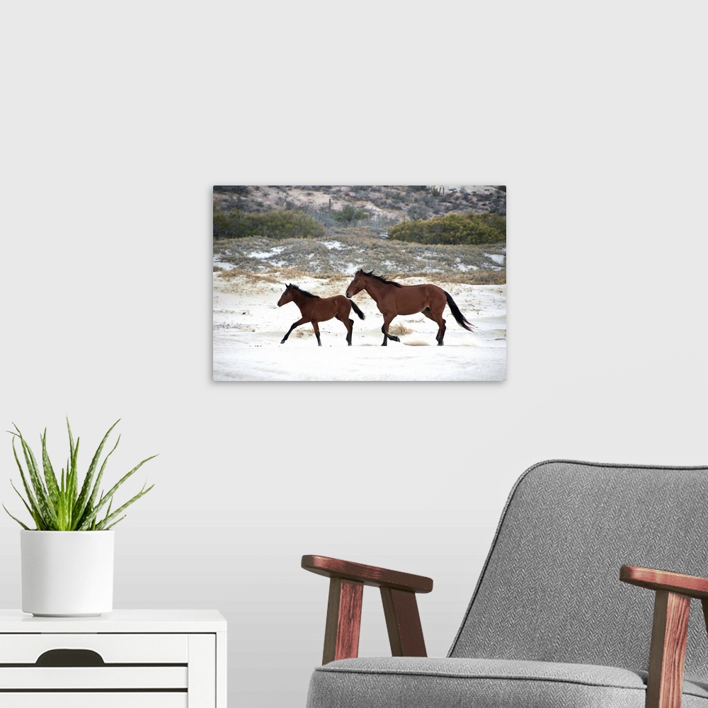 A modern room featuring Horses running free on beach sand.