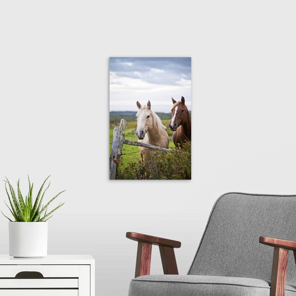 A modern room featuring This vertical piece is a photograph taken of two horses as they stand behind a wooden fence. The ...