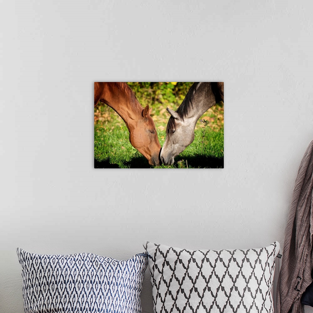 A bohemian room featuring Photo on canvas of two horses nudging eachother with their noses.