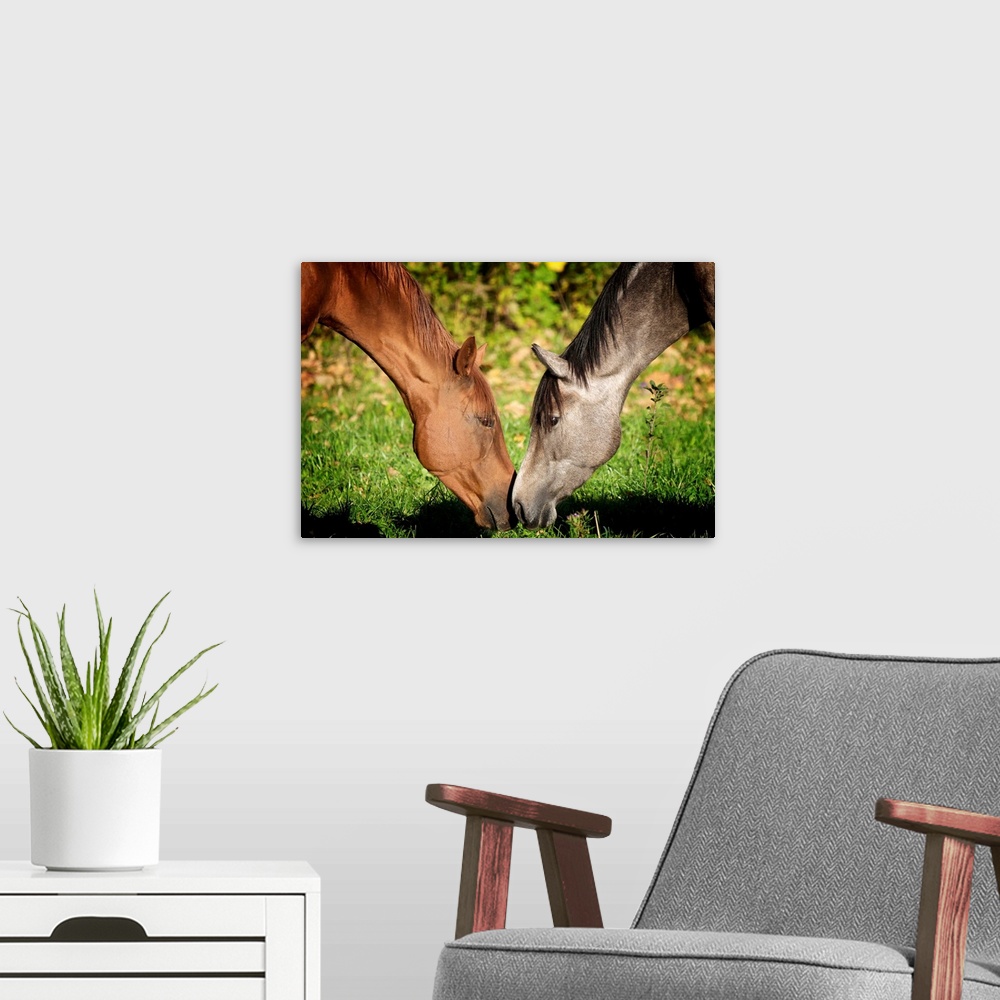A modern room featuring Photo on canvas of two horses nudging eachother with their noses.
