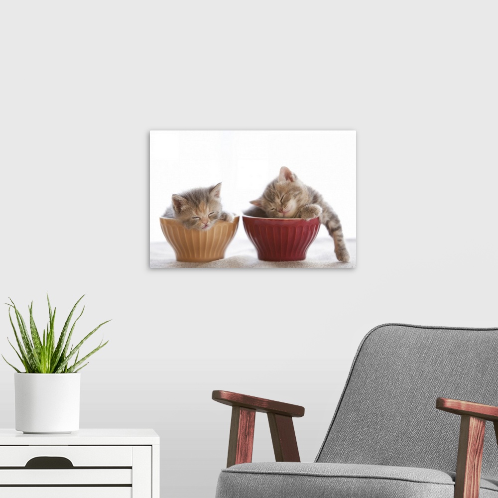 A modern room featuring Two Kittens Sleeping in Bowls