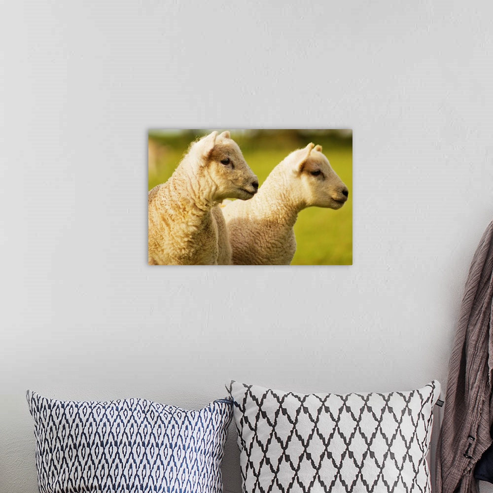 A bohemian room featuring Two lambs in field.