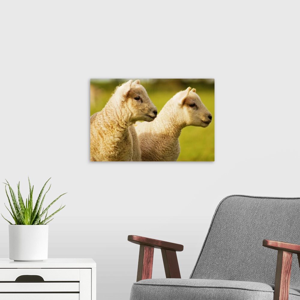 A modern room featuring Two lambs in field.