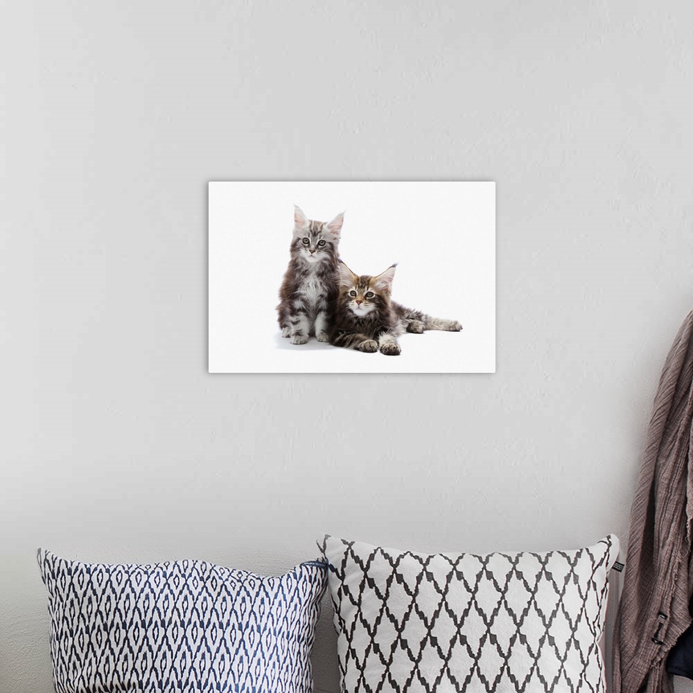 A bohemian room featuring Two Maine Coon Kittens