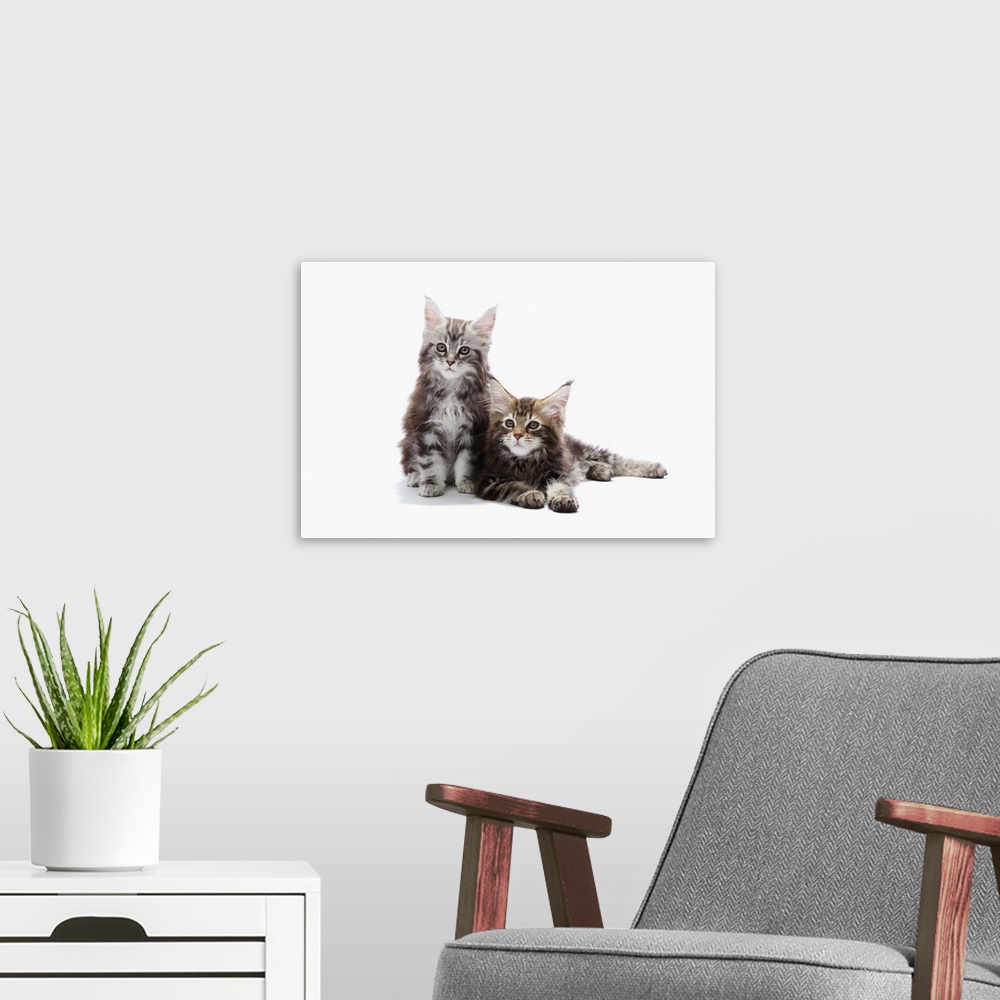 A modern room featuring Two Maine Coon Kittens