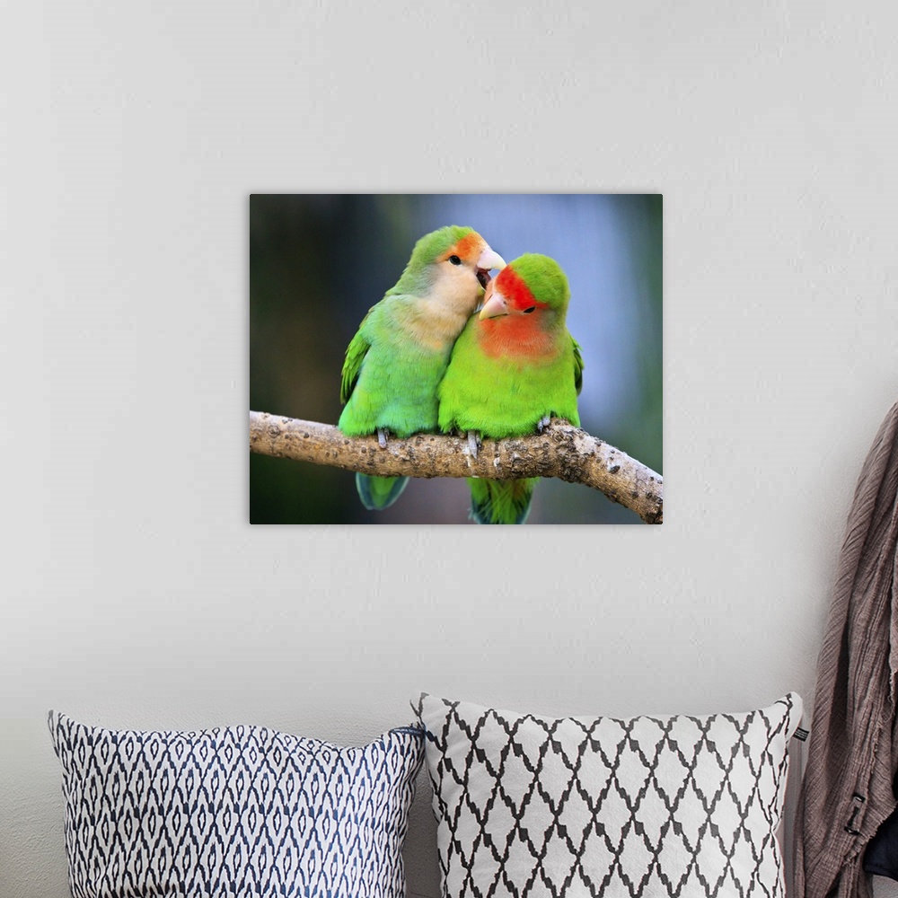 A bohemian room featuring Up-close photograph of birds sitting on a tree branch.
