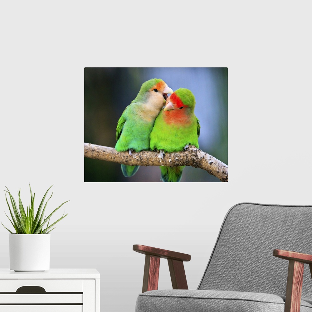 A modern room featuring Up-close photograph of birds sitting on a tree branch.