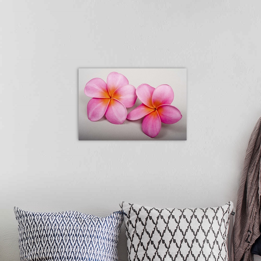 A bohemian room featuring Studio shot of two pink plumerias on white background.