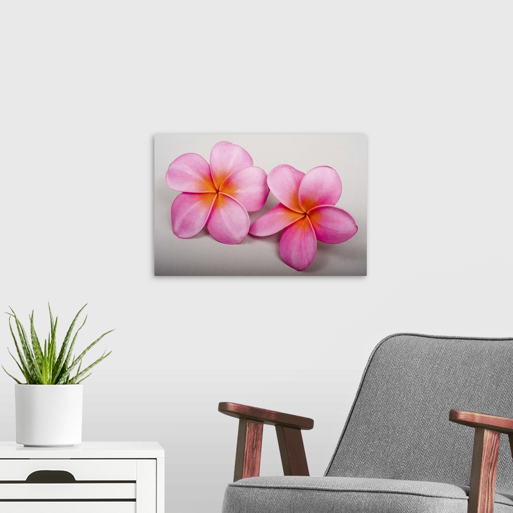 A modern room featuring Studio shot of two pink plumerias on white background.