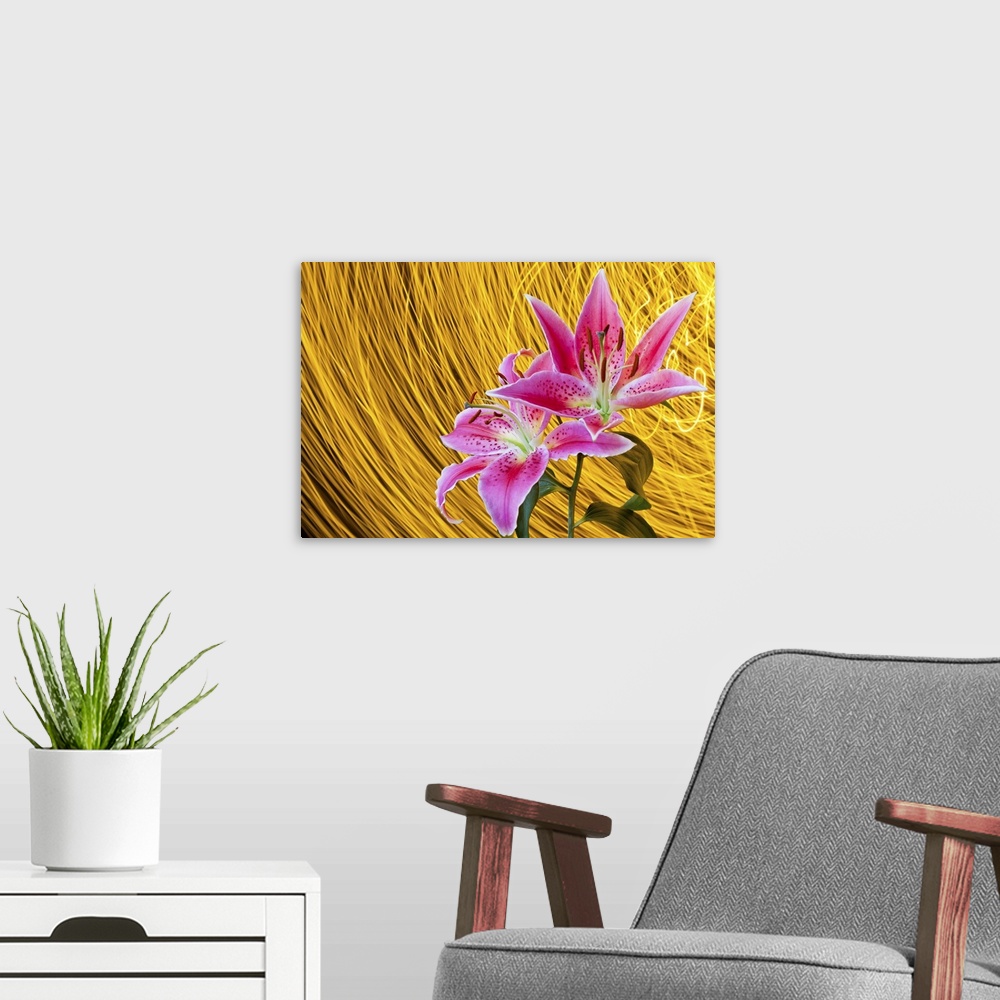 A modern room featuring Two pink stargazer lilies with flash indoors.  Spinning light trails behind create star trail eff...