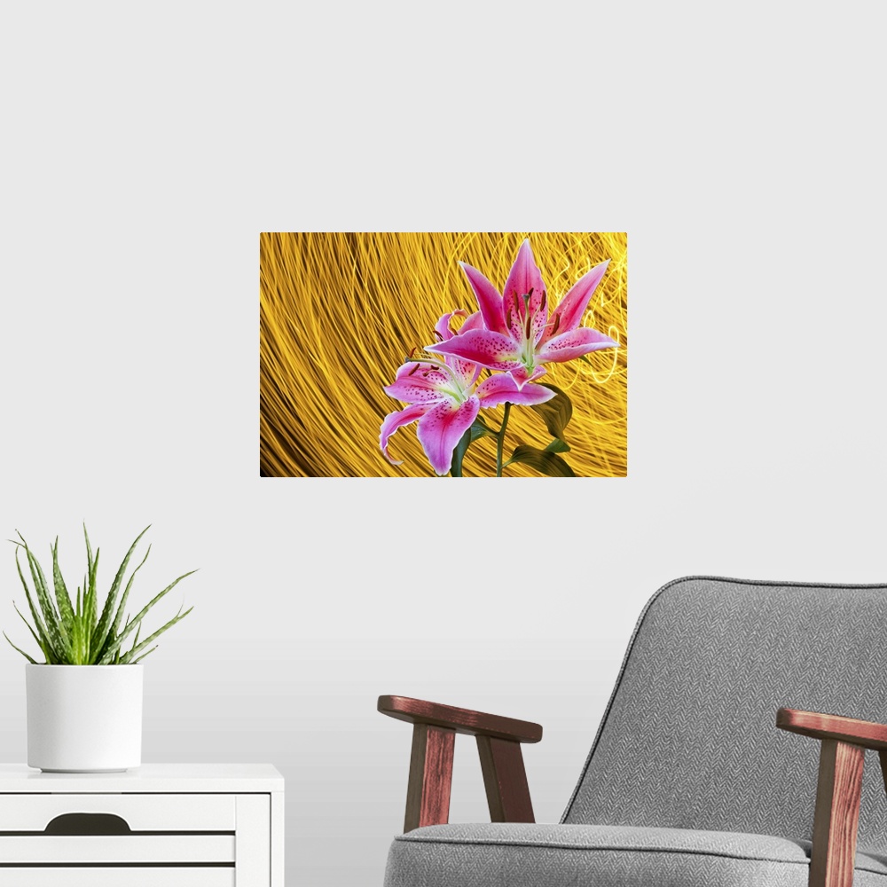 A modern room featuring Two pink stargazer lilies with flash indoors.  Spinning light trails behind create star trail eff...