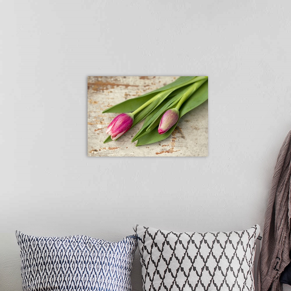 A bohemian room featuring Two pink tulip buds lying on aged wood.