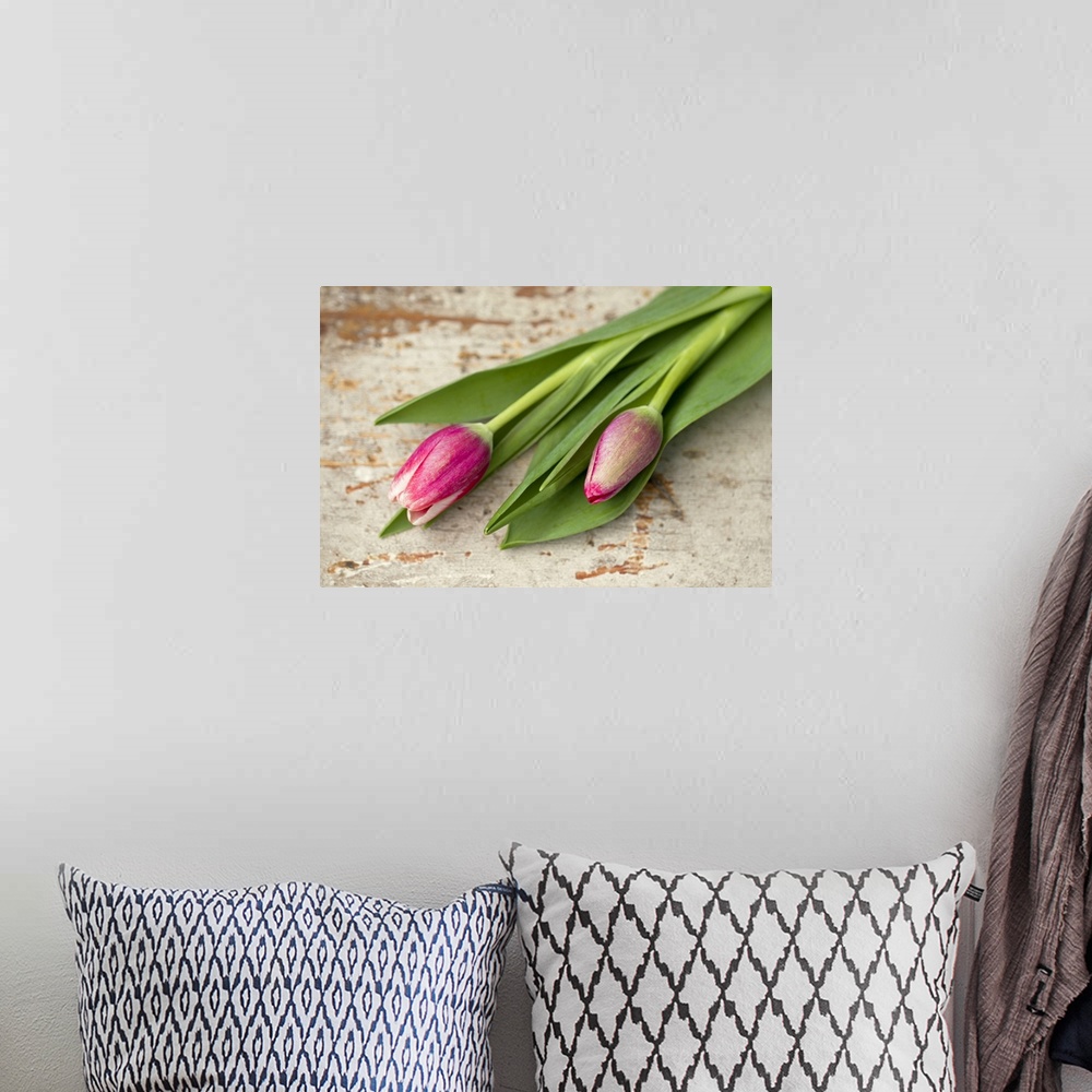 A bohemian room featuring Two pink tulip buds lying on aged wood.