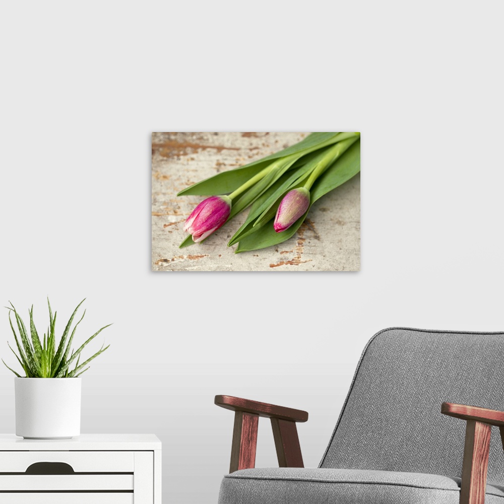 A modern room featuring Two pink tulip buds lying on aged wood.