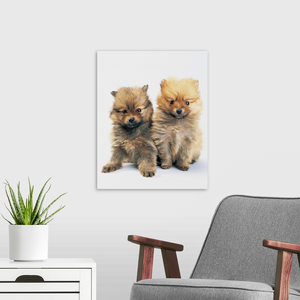 A modern room featuring Two Pomeranian puppies