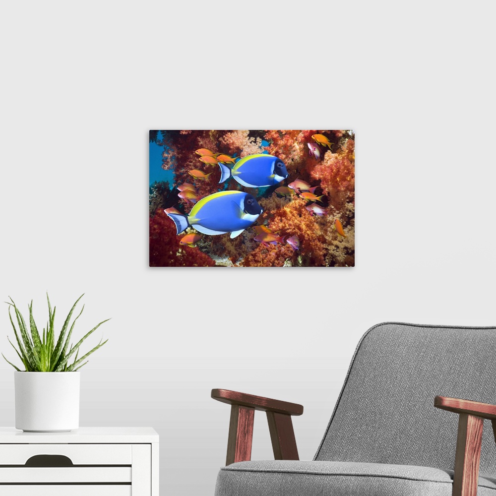 A modern room featuring Powder-blue surgeonfish (Acanthurus leucosternon) and Lyretail anthias (Pseudanthias squamipinnis...