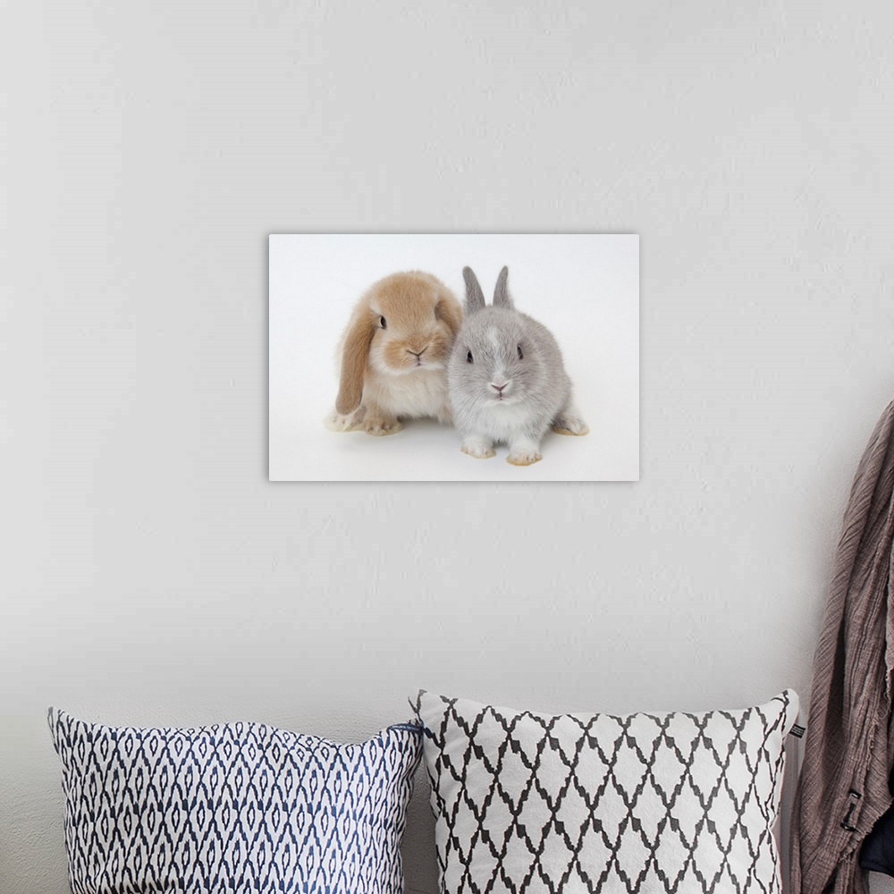 A bohemian room featuring Two rabbits.Netherland Dwarf and Holland Lop.