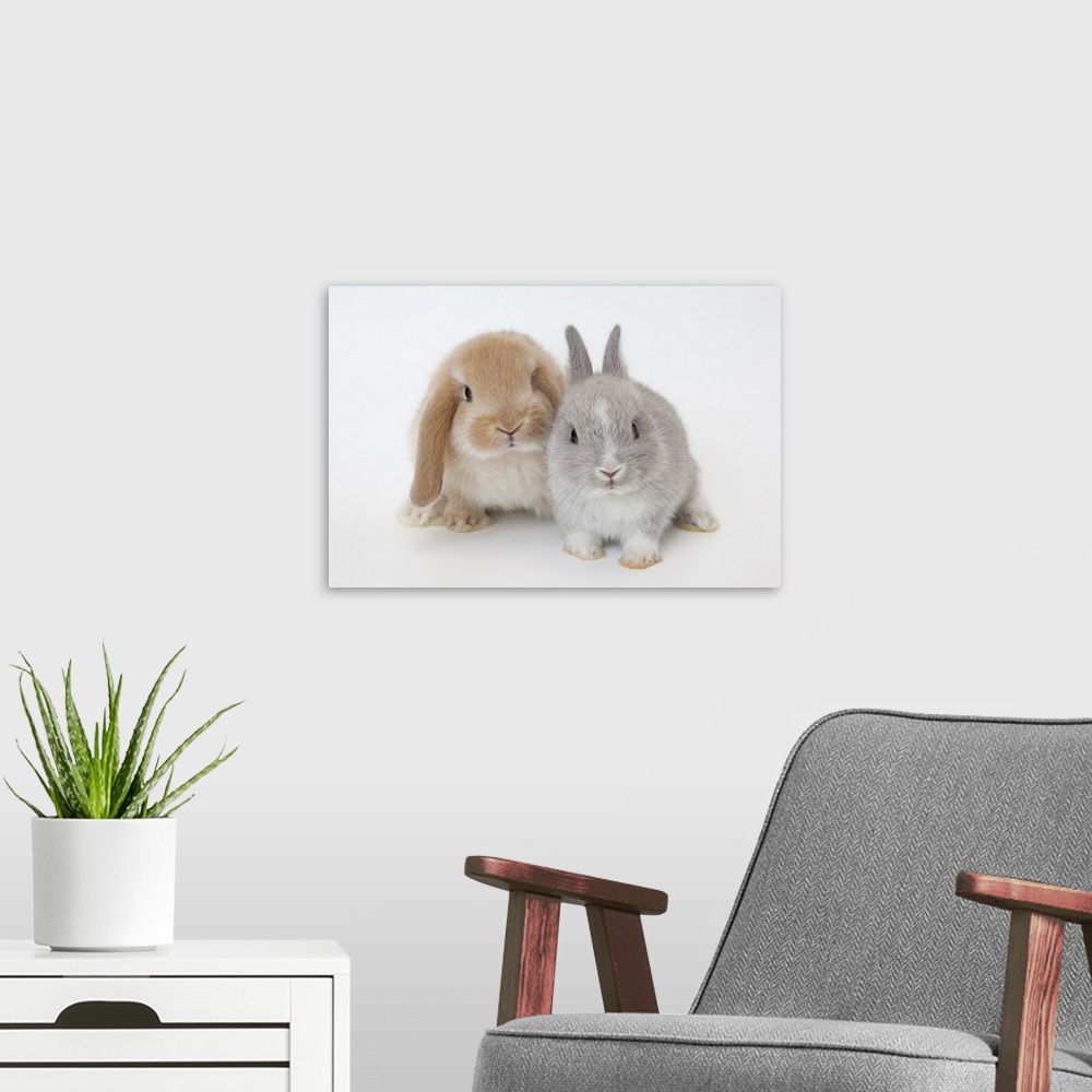 A modern room featuring Two rabbits.Netherland Dwarf and Holland Lop.