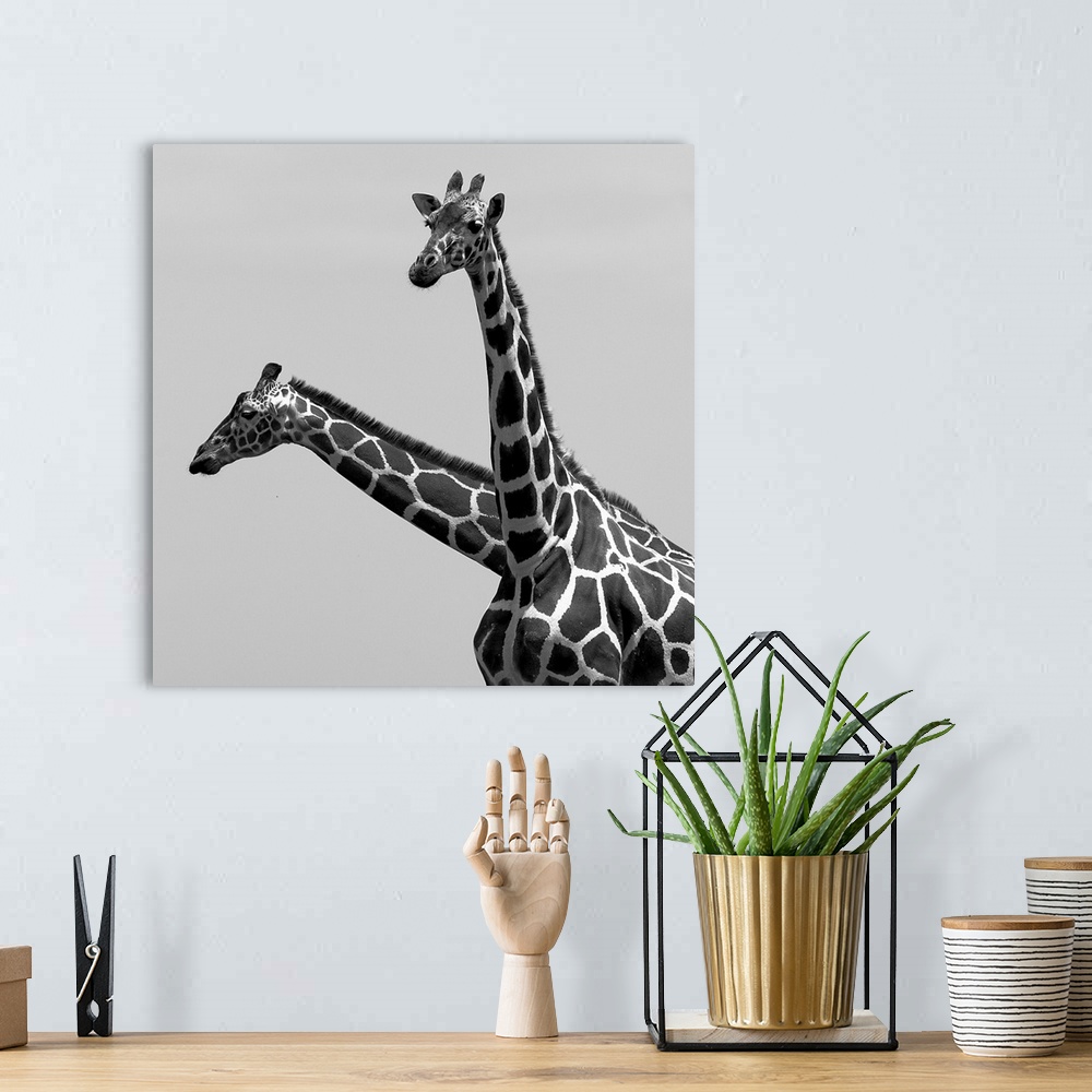A bohemian room featuring Two reticulated giraffes looking like one with two necks.
