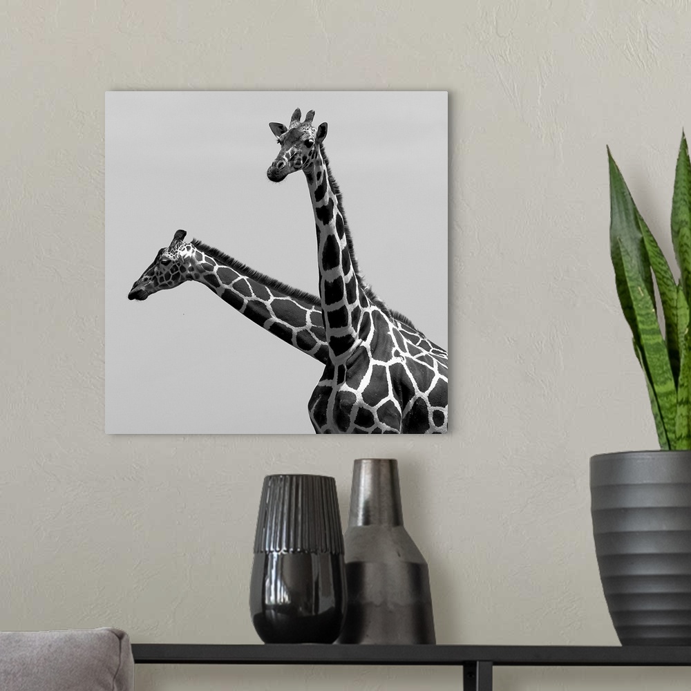 A modern room featuring Two reticulated giraffes looking like one with two necks.
